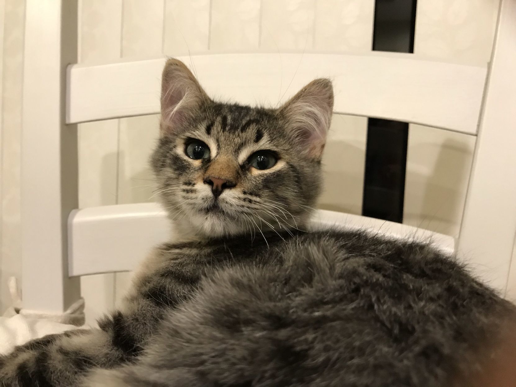 Adopt a friend: Josee